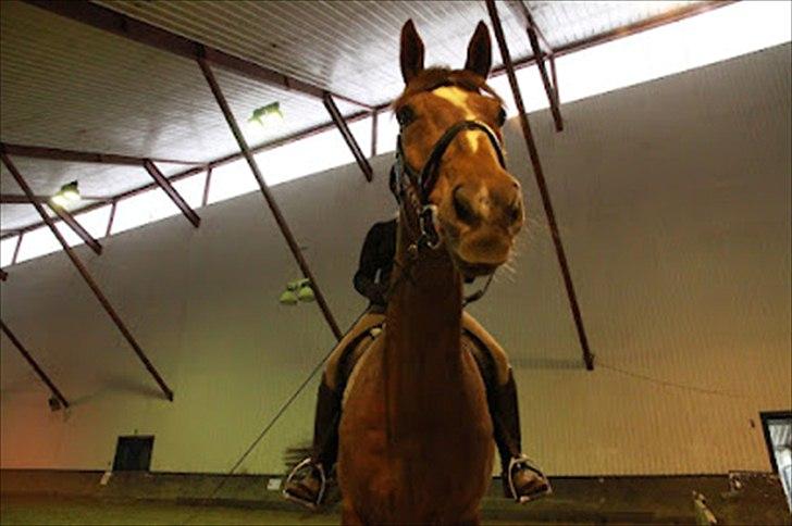 Dansk Varmblod Don Lou (Nando) billede 5