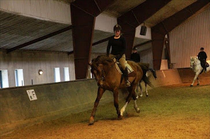 Dansk Varmblod Don Lou (Nando) billede 6