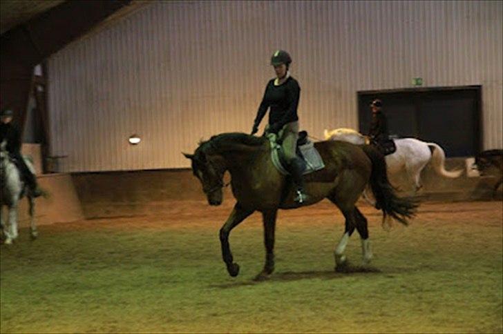 Dansk Varmblod Don Lou (Nando) billede 7