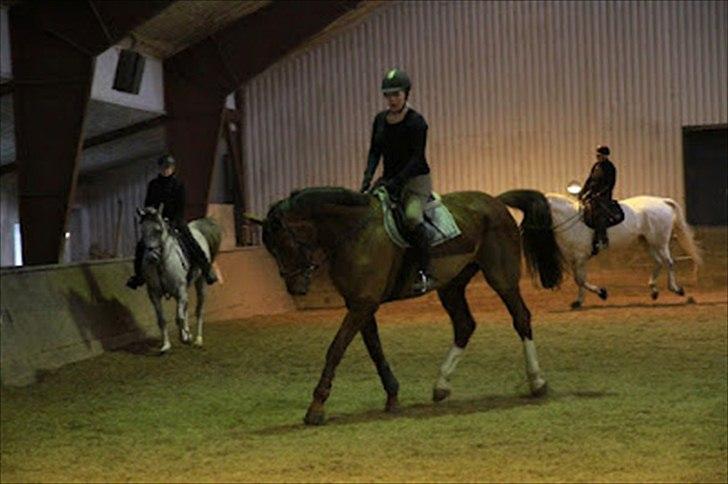 Dansk Varmblod Don Lou (Nando) billede 8