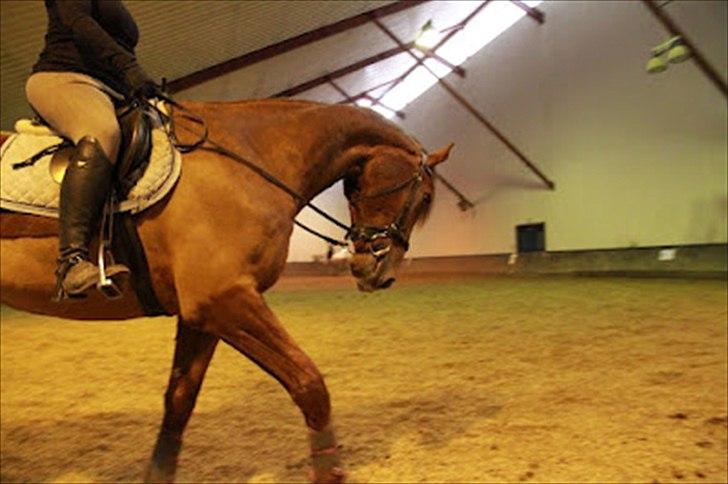 Dansk Varmblod Don Lou (Nando) billede 9