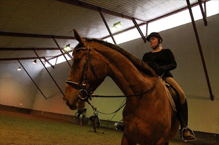 Dansk Varmblod Don Lou (Nando) billede 10