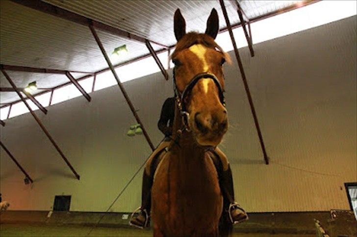 Dansk Varmblod Don Lou (Nando) billede 11