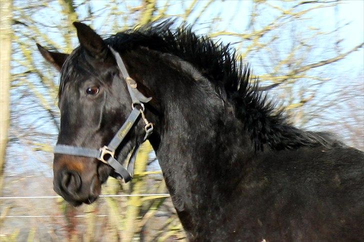 Dansk Varmblod Extrem billede 3