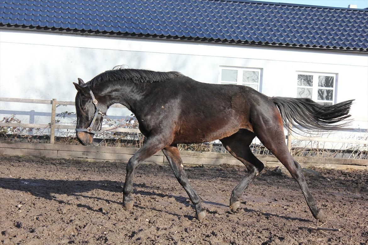 Dansk Varmblod Extrem billede 4