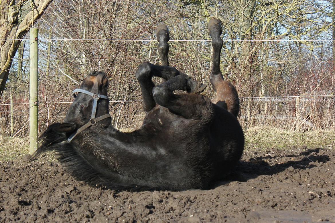 Dansk Varmblod Extrem billede 5