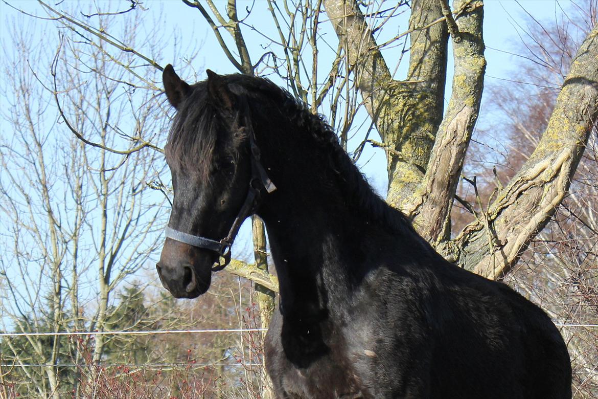 Dansk Varmblod Extrem billede 6