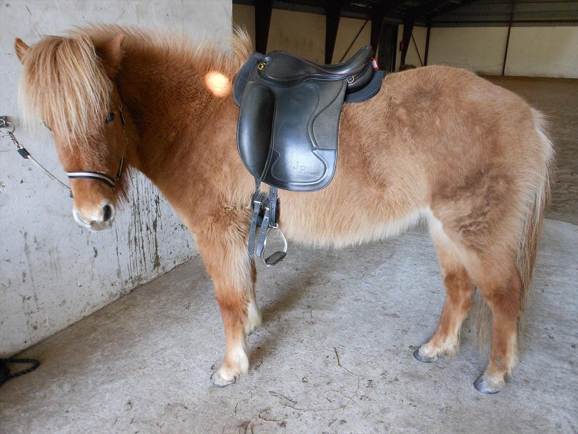 Islænder Audna **PRINSESSEN** - Så har Audna fisen sadel på, den er hun blevet såå dygtig til :) billede 12