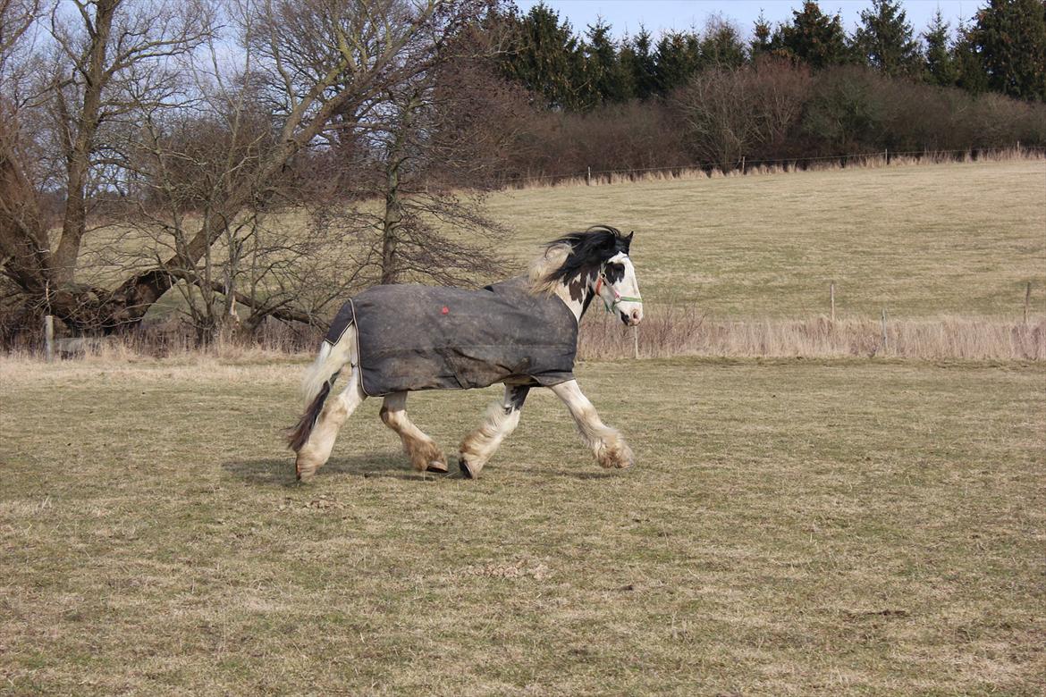 Tinker *Sofus* - Nyt kamera og hest i hopla.. <3  billede 12