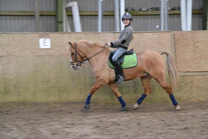 Anden særlig race Buster (Goise) - Træning D.11-3-2012

Taget af: sofie billede 4