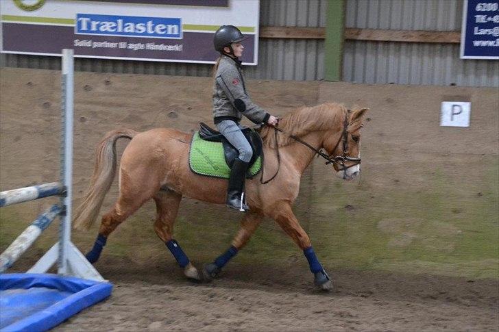 Anden særlig race Buster (Goise) - Træning D.11-3-2012

Taget af: sofie billede 14