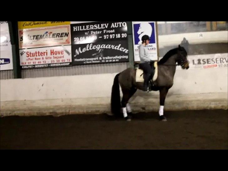 Anden særlig race Nadir <3  billede 16