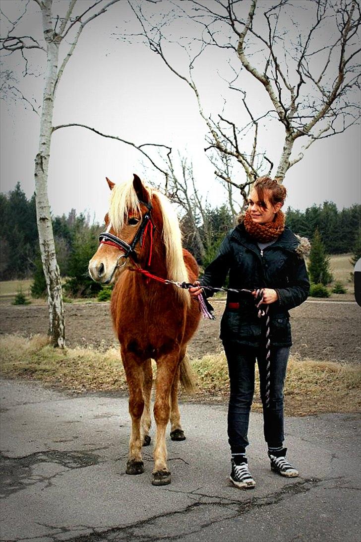 Islænder Diva [SOLGT] - Her er vi udenfor gården for første gang - hun klarede det så flot! Marts 2012. Foto: Rikke billede 2