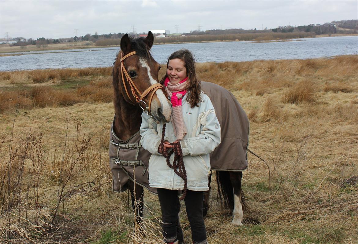 Welsh Cob (sec D) Greta (Passer) - Sigt efter månen
Selvom du ikke rammer
lander du mellem stjernerne<3
~Foto~ Asta <3 billede 17
