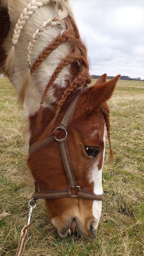 Anden særlig race Dixie - Skønne pony med fletninger:)  billede 7