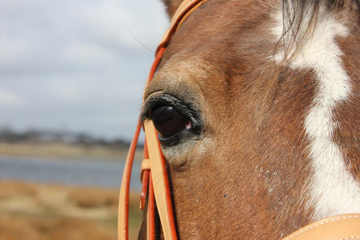 Welsh Cob (sec D) Greta (Passer) - Dine øjne er som stjerner der skinner i mørket :') <3
~Foto~ mig ;) billede 18