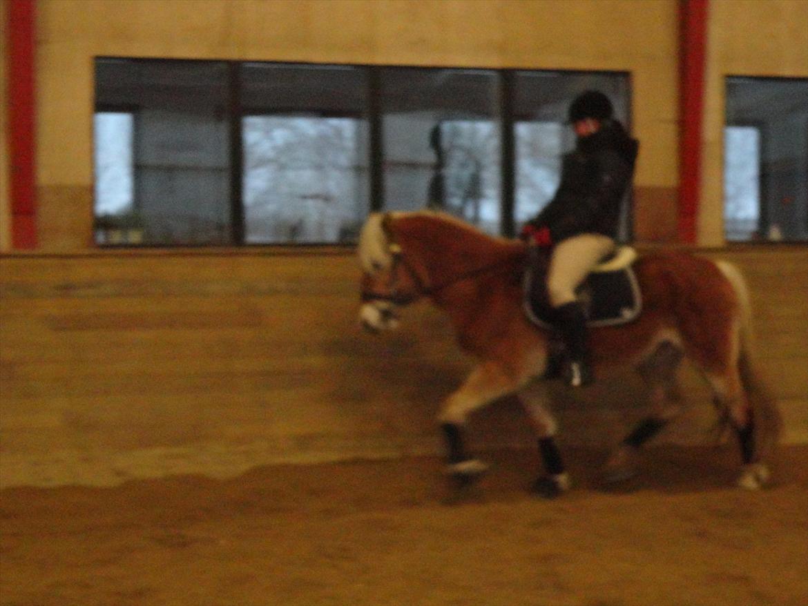 Tyroler Haflinger April (min mor's) billede 20