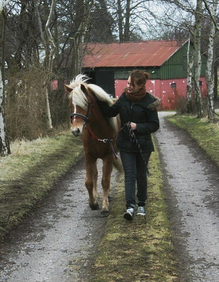 Islænder Diva [SOLGT] - På vej ud på hendes første tur udenfor gården - Hun tog det så fint! Marts 2012. Foto: Rikke billede 14