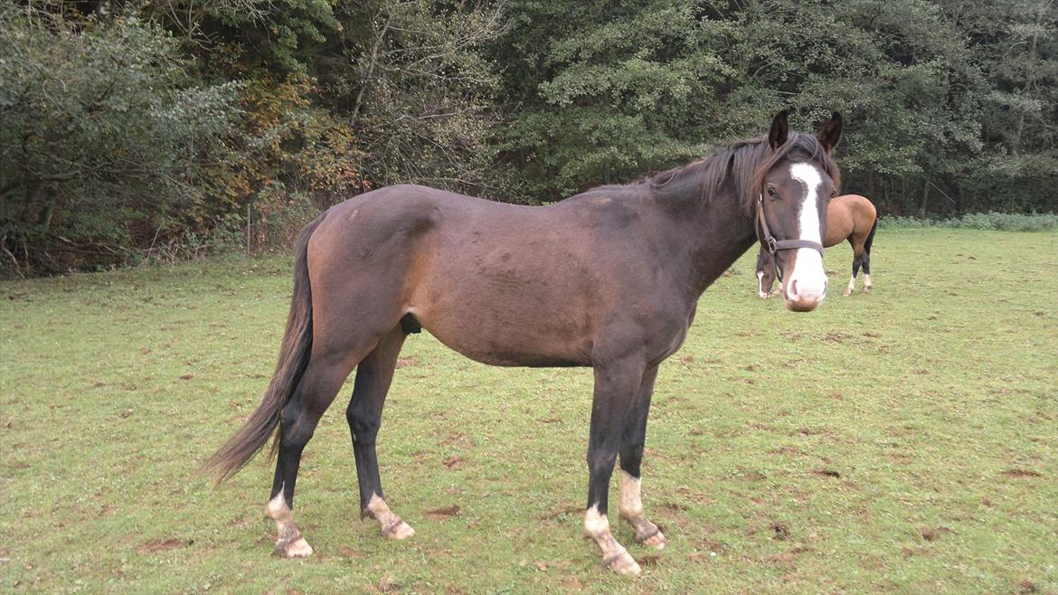 Anden særlig race Domingo  - Oppe ved den gamle ejer billede 2
