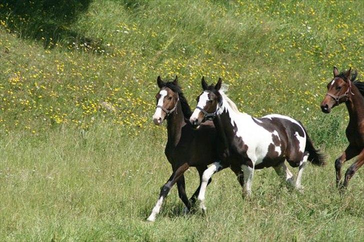 Anden særlig race Domingo  - Oppe ved den gamle ejer billede 4
