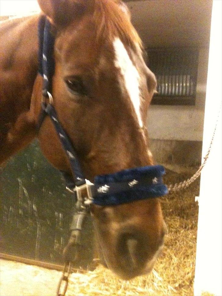 Oldenborg Tamino (Part)  - Love you<3

Foto: Mig <3 billede 5