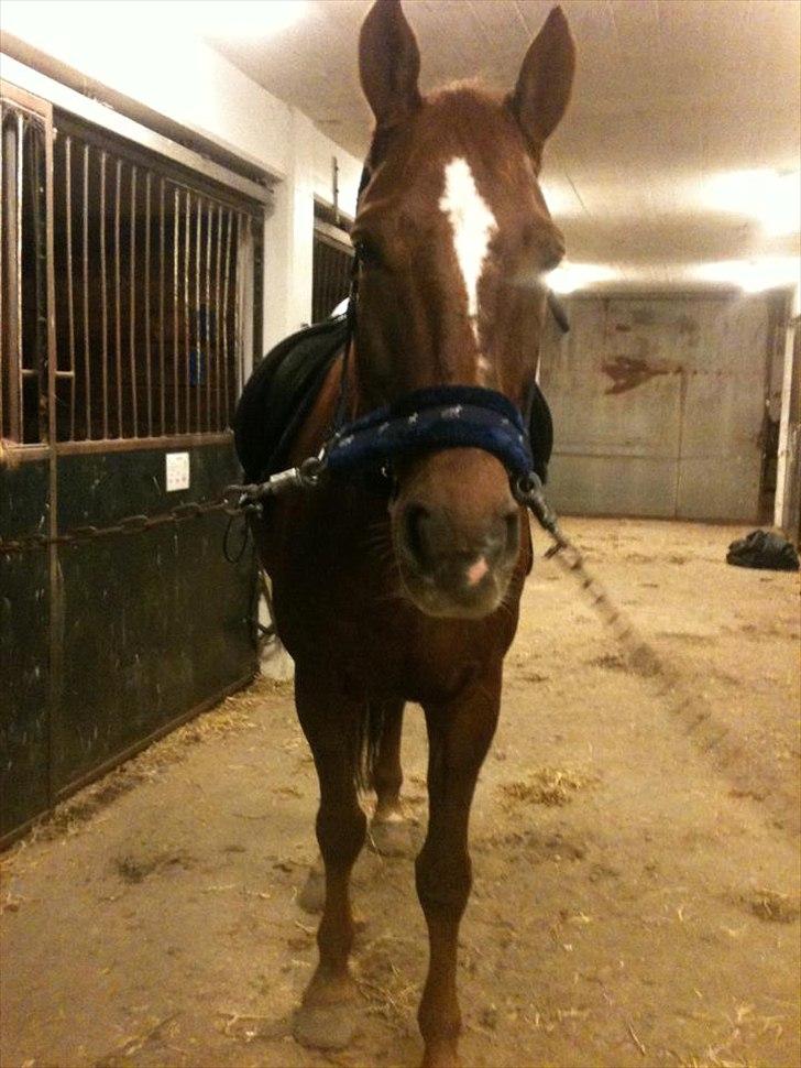 Oldenborg Tamino (Part)  - Du er altid så nysgerrig <3

Foto: Mig <3  billede 3