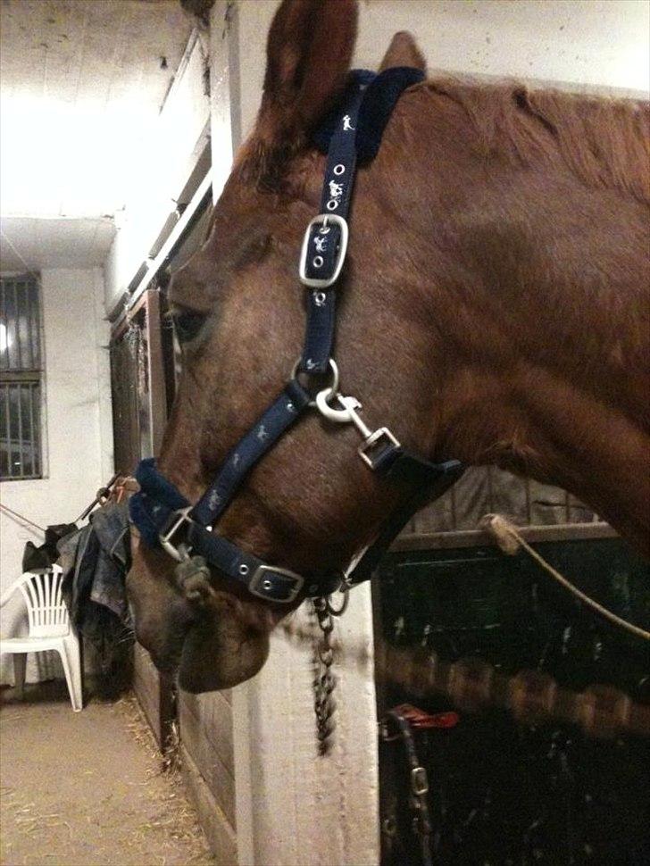 Oldenborg Tamino (Part)  - <3

Foto: Maj Alstrup <3 billede 7