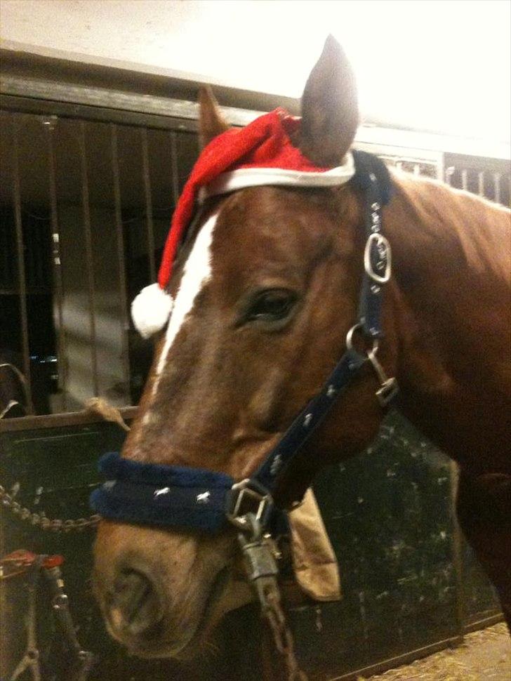 Oldenborg Tamino (Part)  - Smukke <3

Foto: Mig <3 billede 9