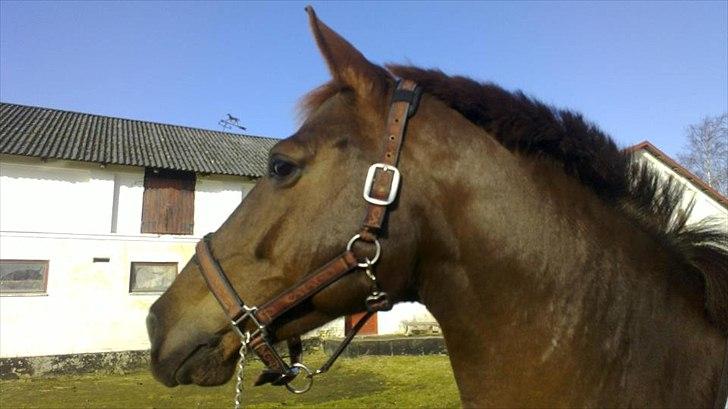 Anden særlig race Daisy - Billede er taget den 11. marts 2012 billede 1