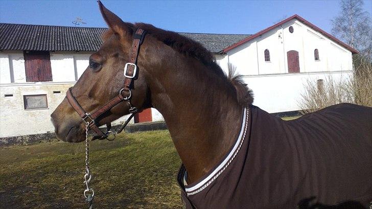 Anden særlig race Daisy - Billede er taget den 11. marts 2012 billede 20