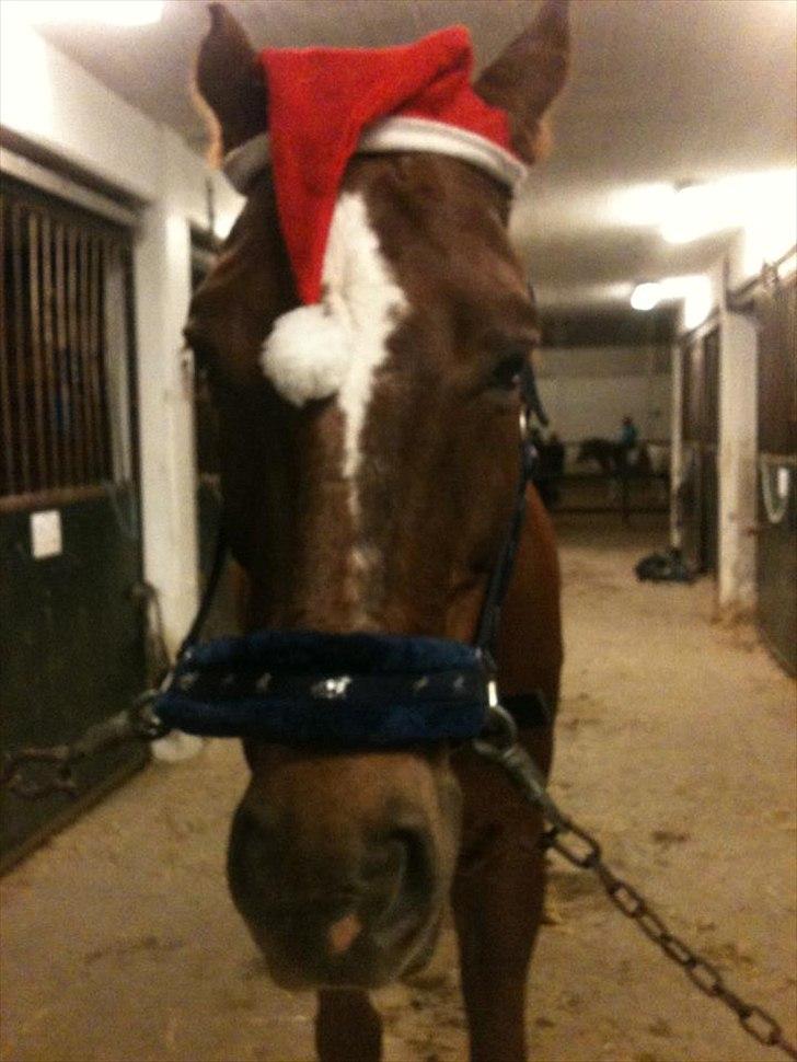 Oldenborg Tamino (Part)  - <3

Foto: Mig <3
 billede 10