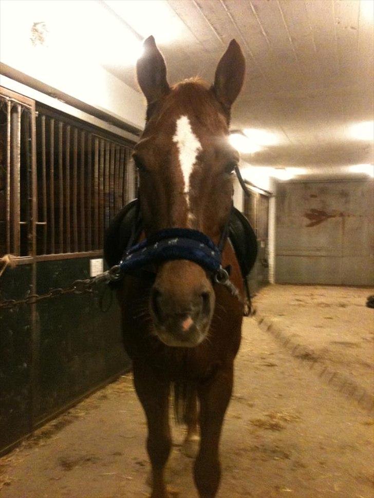 Oldenborg Tamino (Part)  - Du er så dejlig <3

Foto: Mig <3 billede 4