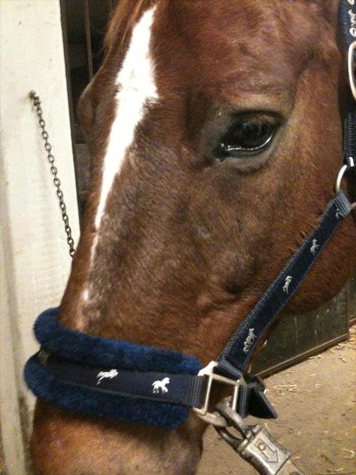 Oldenborg Tamino (Part)  - Et billed siger mere end tusinde ord<3

Foto: mig <3 billede 11