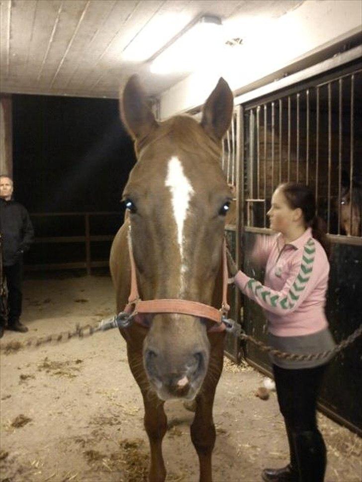 Oldenborg Tamino (Part)  - Allerførste gang jeg red på diig♥ er nogen af de bedste minder:*** er så glad for at jeg kan ride på diig<333

Foto: Mor  billede 1