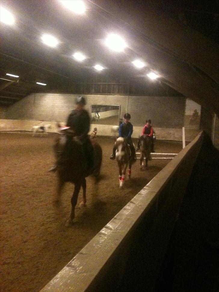 Oldenborg Tamino (Part)  billede 12