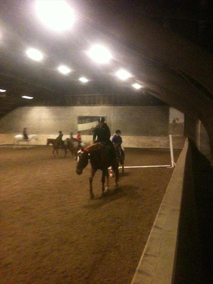 Oldenborg Tamino (Part)  billede 14