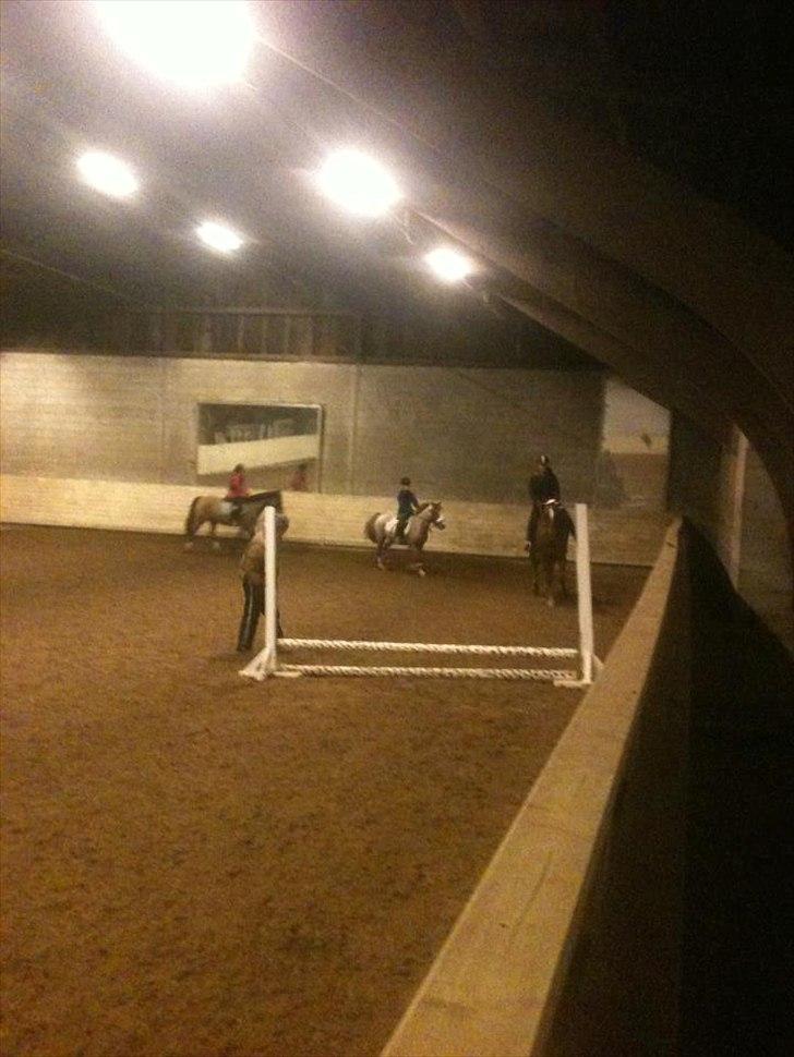 Oldenborg Tamino (Part)  billede 15