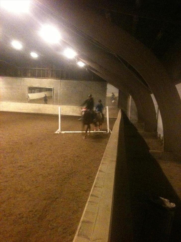 Oldenborg Tamino (Part)  billede 16