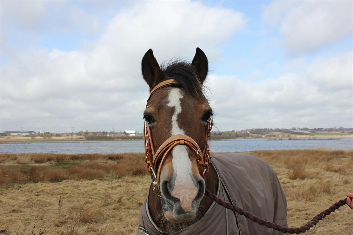 Welsh Cob (sec D) Greta (Passer) - I can be myself when I am with you! 
~Foto~ mig  billede 27