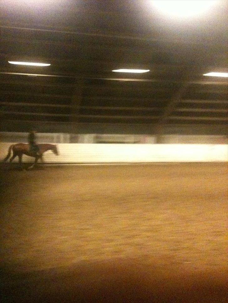 Oldenborg Tamino (Part)  billede 17