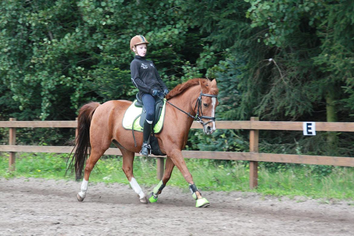 Anden særlig race Carlo  - 5 ♥ Til undervisning hos Line:)
Så dygtig pony!:D
[ Foto: Line ] ♥ september 2011
 billede 5