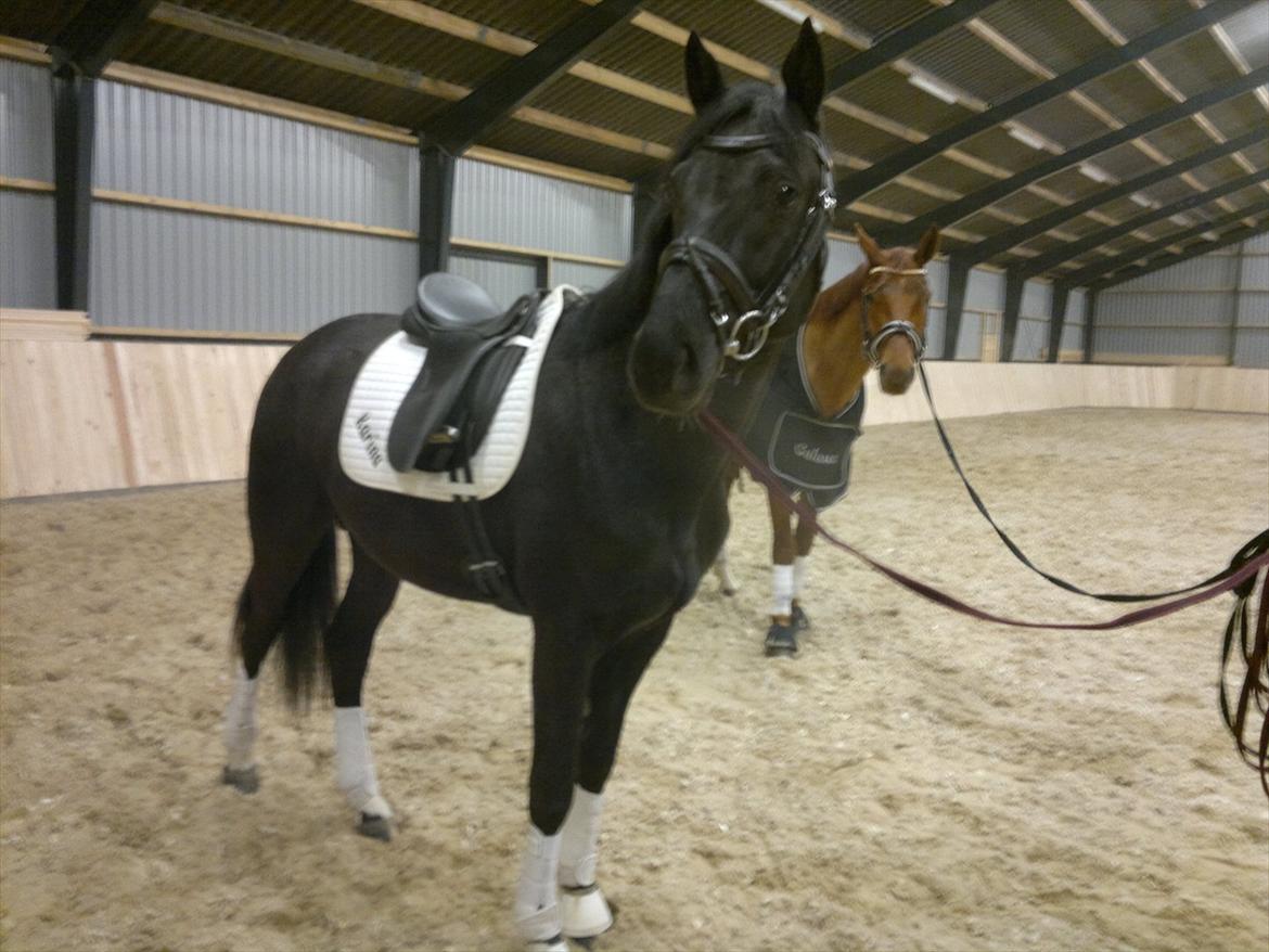 Dansk Varmblod Skovly's Lamingo billede 18