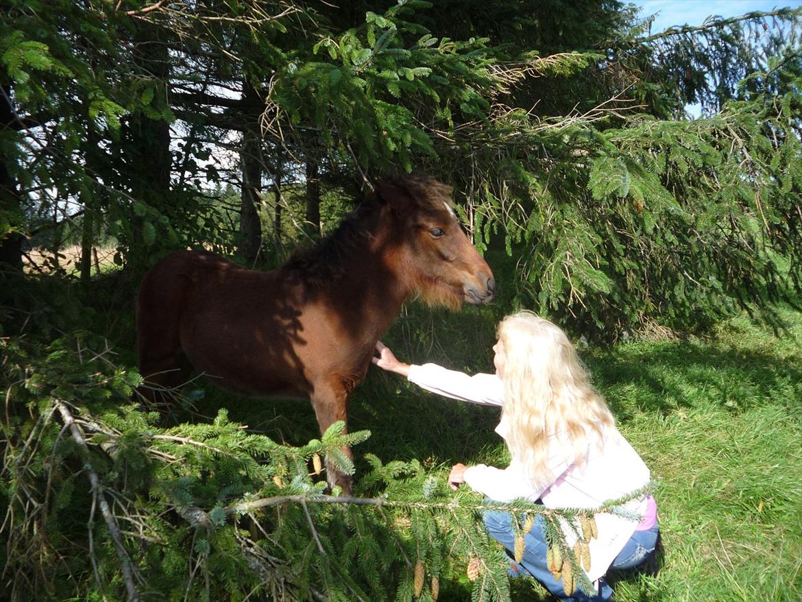 Aegidienberger Hijo de la Lluvia fra Nordkap - da vi var oppe at besøge Hijo. :) billede 14