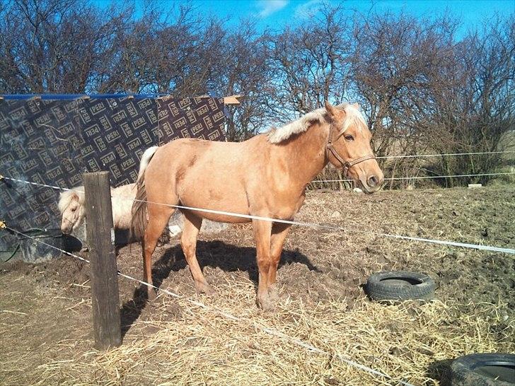 Palomino Tania Bambini - Tania 4 mdr til Termin billede 16