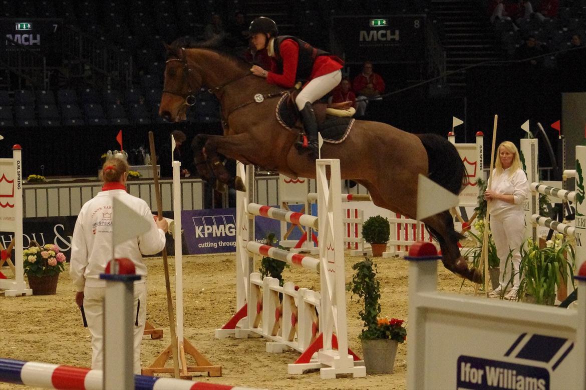 Dansk Varmblod Quatro - Hingstekåring herning 2012 MB1* 4 fejl :-D <3 FED oplevelse!! <3 billede 11