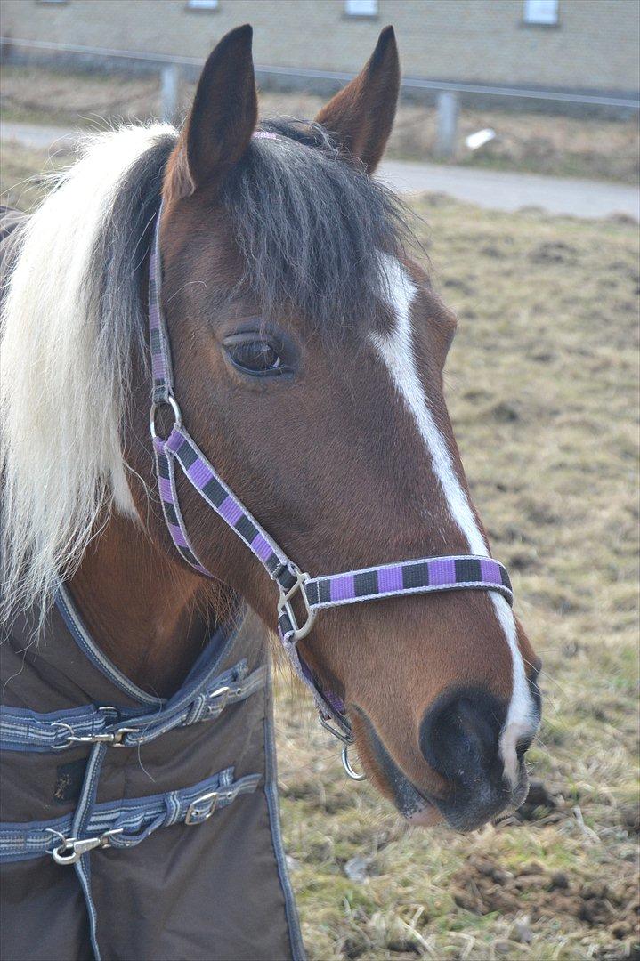 Anden særlig race Melanie - Min lille prinsesse <3 
Foto: Mig  billede 1