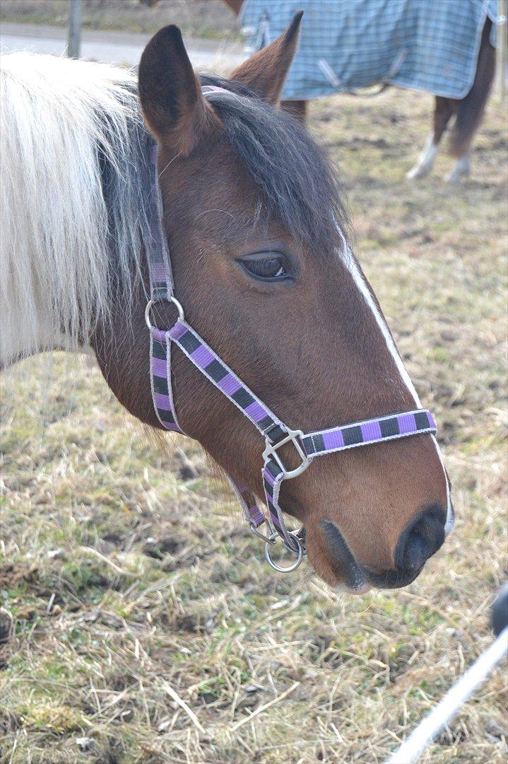 Anden særlig race Melanie - Melanie <3
Foto: Mig billede 3