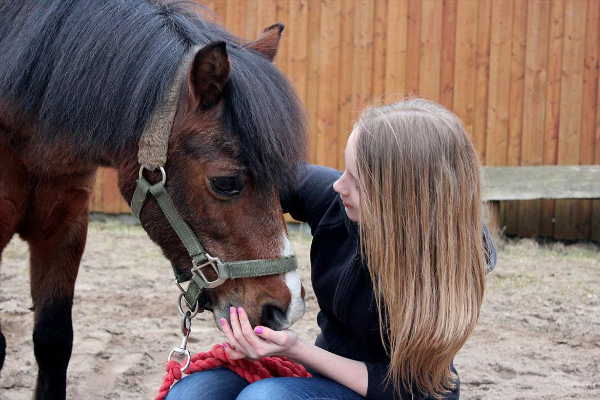 Welsh Mountain (sec A) Jolly Jumper  - 16 ♥ Billede her siger mere end tusind ord! 
[ Foto: Rikke ] ♥ billede 16