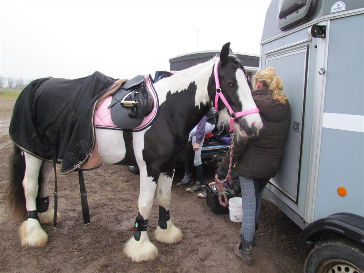 Tinker LL. Mølgårds Mc Phee/ Fie - Fie klar til sit første spring stævne!! <3 billede 10