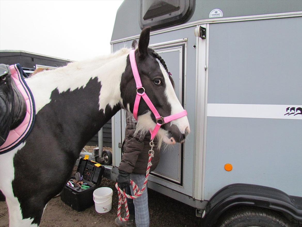 Tinker LL. Mølgårds Mc Phee/ Fie - spring stævne
 billede 11